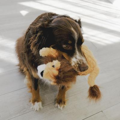 Show full view: KONG Scampers Lion Squeaky Dog Plush Toy, Tan, Medium slide 4 of 4