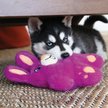 Show in main carousel: KONG Snuzzles Bear Dog Toy slide 3 of 5