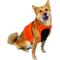 Show in main carousel: KONG Sport Trigger Polyster Dog Safety Vest, Blaze Orange, Large slide 7 of 8