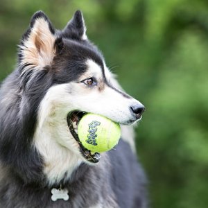 KONG SqueakAir Balls Packs Dog Toy, Medium, 6 count