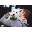 Show in main carousel: KONG Squeakair Balls Packs Dog Toy, Small slide 4 of 9