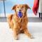 Show in main carousel: KONG Squeezz Ball Dog Toy, Color Varies, Large slide 5 of 8