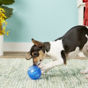 KONG Squeezz Ball Dog Toy, Color Varies, Medium