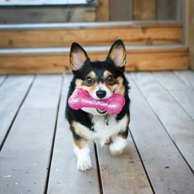 Show full view: KONG Squeezz Crackle Bone for Dogs, Color Varies, Medium slide 2 of 7