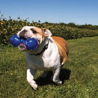 Show full view: KONG Squeezz Dumbbell Dog Toy, Color Varies, Small slide 3 of 8