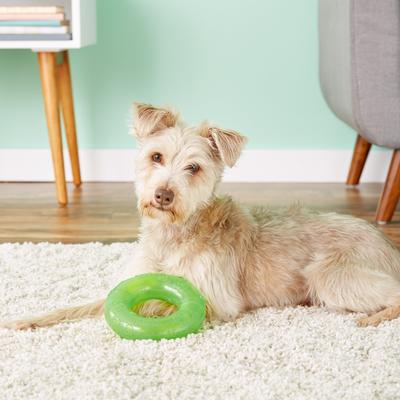 Show full view: KONG Squeezz Ring Dog Toy, Color Varies, Large slide 3 of 8