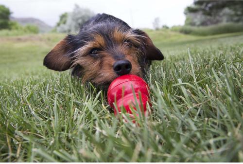 Show full view: KONG Stuff'N Easy Treat Bacon & Cheese Recipe, 8-oz bottle slide 5 of 9