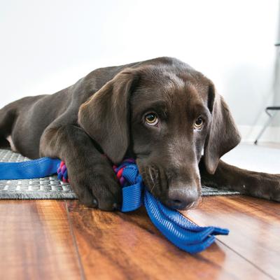 Show full view: KONG Tugga Wubba Dog Toy, Color Varies, Large slide 6 of 9