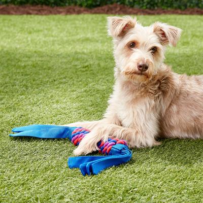 Show full view: KONG Tugga Wubba Dog Toy, Color Varies, X-Large slide 4 of 8