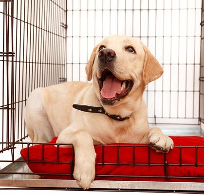Show full view: KOPEKS Heavy Duty Multipurpose Steel Replacement Pet Crate Tray, 23.5-in slide 4 of 7