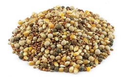 Kruse's Perfection Brand Special Pigeon with Popcorn 13% Protein Pigeon Food, 50-lb bag slide 2 of 2