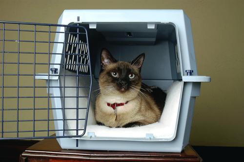 Show full view: K.T. Manufacturing Purr Padd Cat Bed Mat, White, 2 count slide 6 of 10