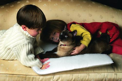 Show full view: K.T. Manufacturing Purr Padd Cat Bed Mat, White, 2 count slide 7 of 10