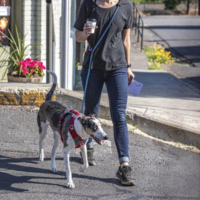 Show full view: Kurgo Ascender Polyester Dog Leash, Coastal Blue, 6.5-ft long, 3/4-in wide slide 4 of 8