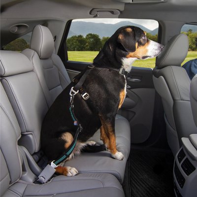 Kurgo Kurgo Direct to Seatbelt Swivel Dog Collar Tether, Coastal Blue