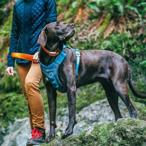 Kurgo Journey Air Polyester Reflective No Pull Dog Harness, Coastal Blue/Charcoal, Large: 24 to 34-in chest