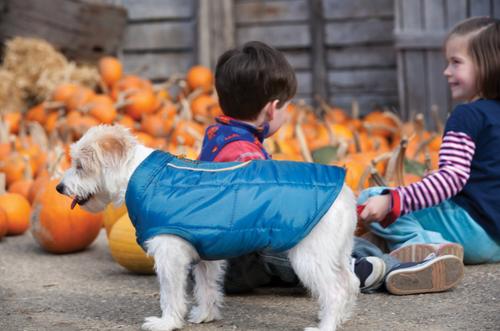 Show full view: Kurgo Loft Reversible Insulated Dog Quilted Coat, Blue, X-Large slide 8 of 13