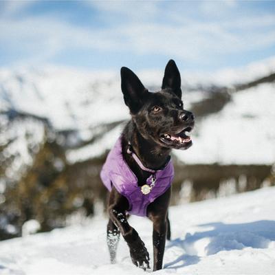 Show full view: Kurgo Loft Reversible Insulated Dog Quilted Coat, Purple, Large slide 7 of 13