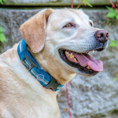 Show full view: Kurgo RSG Polyester Reflective Dog Collar, Coastal Blue/Charcoal Gray, Large: 18 to 29-in neck, 1-in wide slide 4 of 9