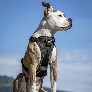 Kurgo Tru-Fit Quick Release & Seatbelt Tether Smart Dog Harness, Black, Medium 