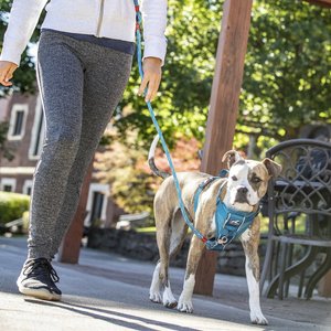 Kurgo Tru-Fit Quick Release & Seatbelt Tether Smart Dog Harness, Blue, Small