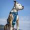 Show in main carousel: Kurgo Tru-Fit Quick Release & Seatbelt Tether Smart Dog Harness, Blue, Small slide 7 of 9