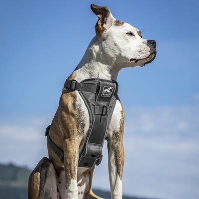Show full view: Kurgo Tru-Fit Quick Release & Seatbelt Tether Smart Dog Harness, Charcoal, Small slide 7 of 9
