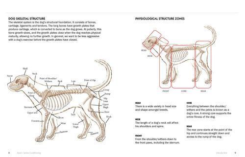 Show full view: Kyra's Canine Conditioning slide 4 of 7