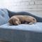 Show in main carousel: La-Z-Boy Chaise Furniture Sofa Dog Bed, Blue, 40-in slide 5 of 6