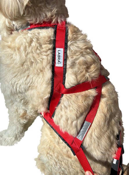 Labra Canine Bike & Skijoring Canicross Pulling Reflective Dog Harness, Red