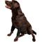 Show in main carousel: Labra Canine Dual Shoulder Elbow Dog Brace Wrap, Small slide 1 of 10