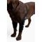 Show in main carousel: Labra Canine Dual Shoulder Elbow Dog Brace Wrap, Small slide 3 of 10