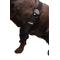 Show in main carousel: Labra Canine Dual Shoulder Elbow Dog Brace Wrap, Small slide 5 of 10