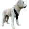 Show in main carousel: Labra Canine Shoulder Elbow Brace Left Leg Dog Wrap, Large slide 3 of 11