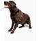 Show in main carousel: Labra Canine Shoulder Elbow Brace Left Leg Dog Wrap, Large slide 6 of 11