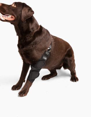 Show full view: Labra Canine Shoulder Elbow Brace Left Leg Dog Wrap, Large slide 6 of 11