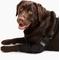 Show in main carousel: Labra Canine Shoulder Elbow Brace Left Leg Dog Wrap, Small slide 1 of 11