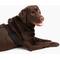 Show in main carousel: Labra Canine Shoulder Elbow Brace Left Leg Dog Wrap, Small slide 7 of 11