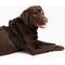 Show in main carousel: Labra Canine Shoulder Elbow Brace Right Leg Dog Wrap, Large slide 4 of 10