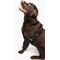 Show in main carousel: Labra Canine Shoulder Elbow Brace Right Leg Dog Wrap, Medium slide 3 of 10