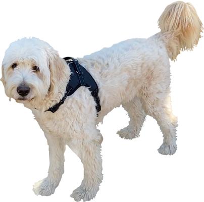Show full view: Labra Dog Chest Harness, X-Large slide 2 of 4