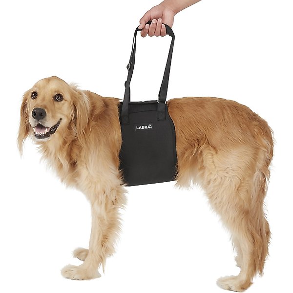 AGON Rear Hock Long Leg Dog Brace, Large - Chewy.com
