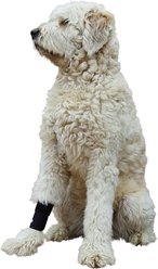 Labra Extra Supportive Front Leg Dog Wrap, Small/Medium slide 2 of 4
