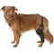 Show in main carousel: Labra Left Leg Dog Knee Brace, Large slide 1 of 7