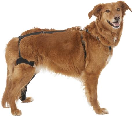 Show full view: Labra Left Leg Dog Knee Brace, Large slide 6 of 7