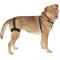 Show in main carousel: Labra Left Leg Dog Knee Brace, Medium slide 6 of 7