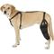 Show in main carousel: Labra Left Leg Dog Knee Brace, X-Large slide 1 of 7