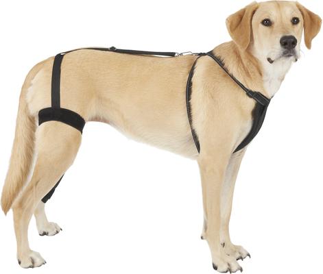 Show full view: Labra Left Leg Dog Knee Brace, X-Large slide 6 of 7