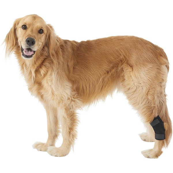 AGON Rear Hock Long Leg Dog Brace, Large - Chewy.com
