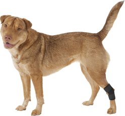 Labra Lightweight Dog Hock Brace, Medium
